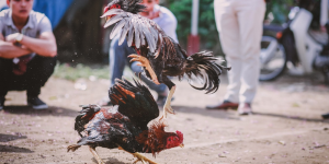 1684260143488.png 1684260143488.png