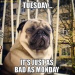 tuesday.jpg