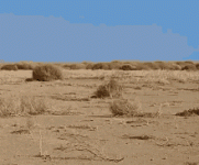 tumbleweed-desert.gif
