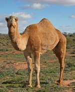 1200px-07._Camel_Profile,_near_Silverton,_NSW,_07.07.2007.jpg 1200px-07._Camel_Profile,_near_Silverton,_NSW,_07.07.2007.jpg