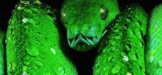 sage-green-venomous-snake-9j7yk5uyqnbohbeg.gif