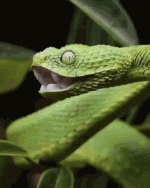 green-snake.gif