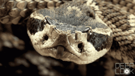 DL613_Rattlesnake_tongue_label.gif