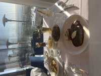 IMG_2220.jpeg