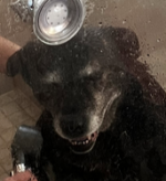 1733834462513.png 1733834462513.png