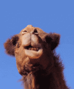 1737525447147.gif 1737525447147.gif