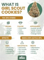 Psychoactive-Effects-of-Girl-Scout-Cookies-Strain.jpg