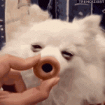 1744421729265.gif