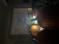 06828944-028A-406E-B373-5F256DAA3D89.jpeg