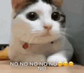 cat-no.gif cat-no.gif