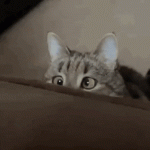 IMG_3319.gif