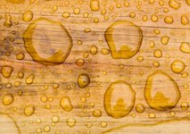 wood dew.jpg