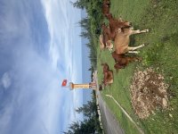 IMG_3390.jpeg