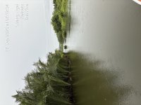 TC_00330.jpeg