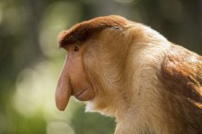 proboscismonkey-8592ee02cca14a22951749ec0432e4f1.jpg