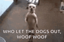 dancing-dog-weekend-vibe.gif