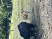 IMG_4515.jpeg