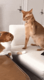 IMG_7863.gif