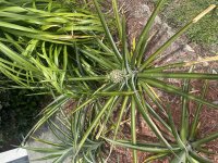IMG_4519.jpeg