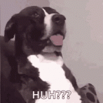 IMG_7890.gif