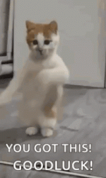 hottie-dancing.gif