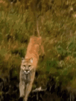 1781284504022.gif