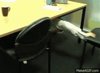 chair-sniffing.gif