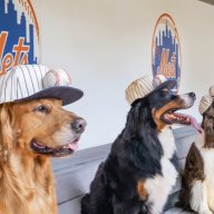 dugoutdogs