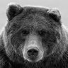 sportsbear