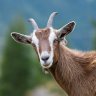 billythegoat