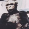 humanzee