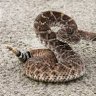 snakecharmer