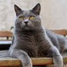 chartreusecat