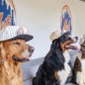 dugoutdogs