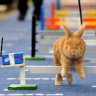 bunnyrabbit avatar