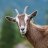 billythegoat