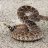 snakecharmer