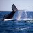 greatwhaleswim
