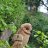 orchardowl