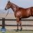 americanpharoah
