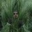 intheweeds